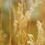 Revery Play Casino: Jouw Bestemming voor Eersteklas Online Gaming