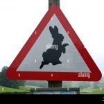 Rabbit Road Analyse: App-navigation og Bonusmatematik – Teknisk Vejledning